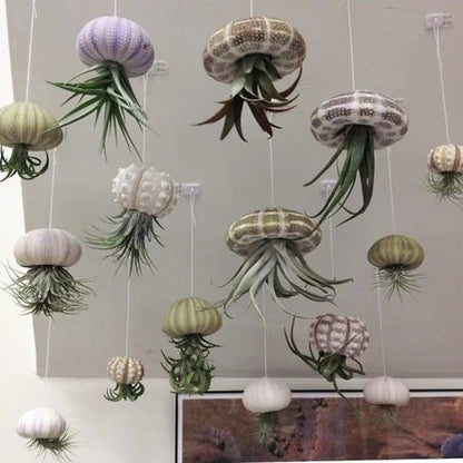 HÄNGENDE LUFTPFLANZE MEDUSE🌱