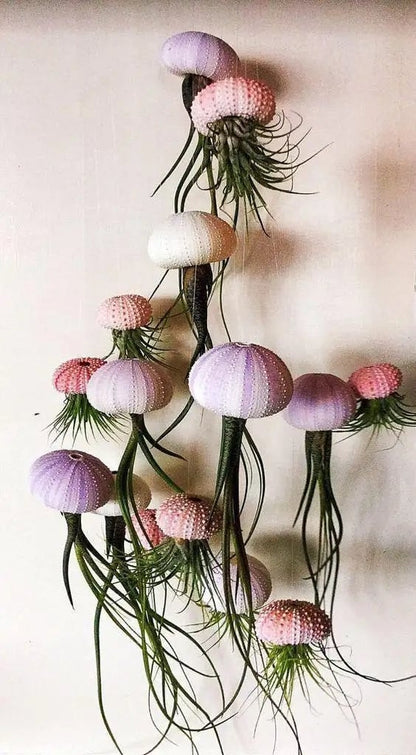 HÄNGENDE LUFTPFLANZE MEDUSE🌱